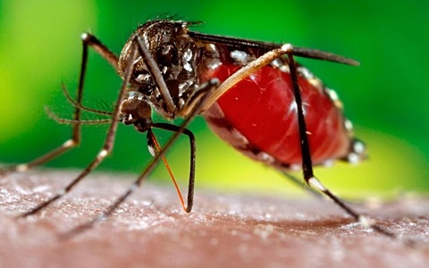 Mosquitos transgÃ©nicos Aedes aegypti contra el dengue